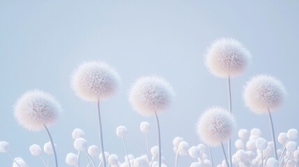 Obraz premium Fluffy white flowers on pastel blue background.