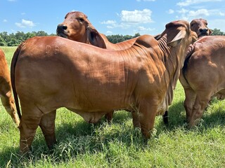 livestock red brahman cattle in naturaleza © CarlosEnrique