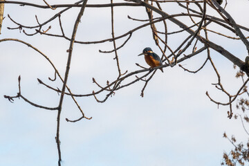 martin-p&ecirc;cheur d'europe  pos&eacute; sur une branche