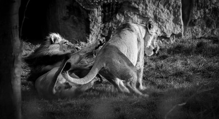 A dramatic black-and-white image capturing a raw moment between two lions. The male lion is on the...