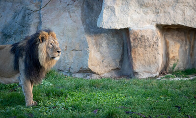 An Indian lion (Panthera leo persica) standing majestically in its natural habitat. The lion&rsquo;s dark, thick mane contrasts with the lush green grass and rugged stone backdrop. Its piercing gaze embodie