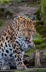 The Amur leopard (Panthera pardus orientalis) is licking its paw and looking ahead, focused and...