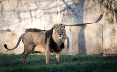 The Indian lion (Panthera leo persica) stands majestically on a green meadow, its mane flowing in...