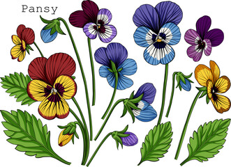 Vector illustration of pansies, floral clipart