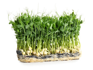 Fresh peas micro green isolated on white background