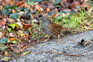 Dunnock (Prunella modularis), commonly found in gardens and hedgerows, Dublin Botanic Gardens.
