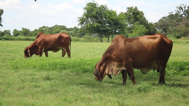 females red brahman cattle eating grass