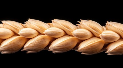 Oats harvesting process agricultural field close-up photography black background macro view grain growth concept