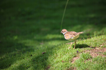 Ein Stelzen ähnlicher Vogel, auf Kuba gesehen.
