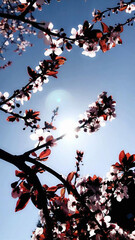 Autumn leaves, spring blossoms, and cherry tree in bloom under the sky