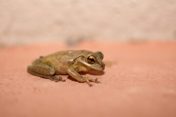 Aufnahme eines Kubanischen Baumfrosches.

