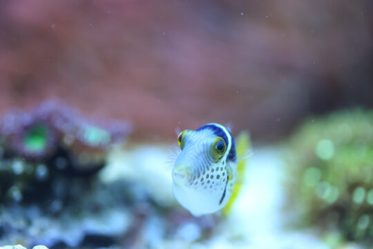 Portrait eines Canthigaster valentini Sattel-Spitzkopfkugelfisch, Sattel-Krugfisch. Ein sehr giftiges Tier.
