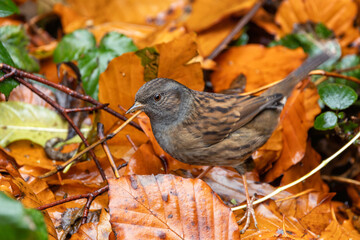 Dunnock (Prunella modularis), commonly found in gardens and hedgerows, Dublin Botanic Gardens.