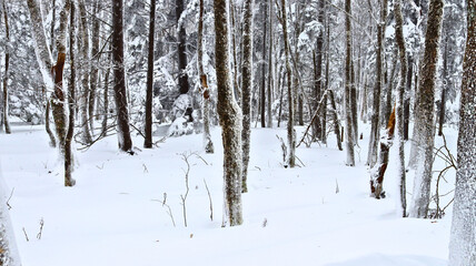 Spruce Knob Blizzard. 