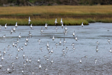 Dunlin (Calidris alpina), commonly found in coastal wetlands, spotted at Bull Island, Dublin.