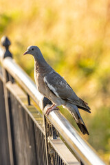 Common Wood Pigeon (Columba palumbus), found in European woodlands, Dublin Botanic Gardens.