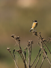 Männliches Schwarzkehlchen im Ruhekleid
