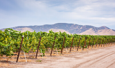 Vineyard Row - San Luis Obispo County, California USA. A row of grapevines at a vineyard in Central California with mountains in the background. © Sandra Foyt