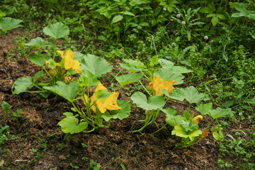 Courgette or zucchini plant with yellow flowers in a garden. Growing fresh organic product. Summer time season. Home grown plant in brown soil.