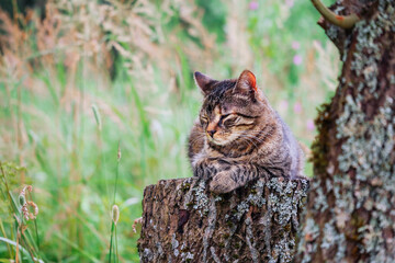 Beautiful tabby cat sitting on a tree stamp, nature in the background. Rural country side area....