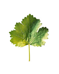 Fototapeta premium Fresh Green Vineyard Leaf Isolated on White Background for Organic Farming and Nature Themes