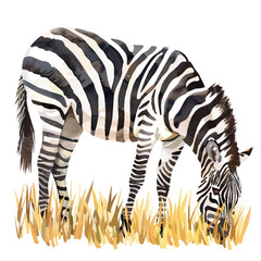 A watercolor vector painting of a zebra grazing in the grasslands, isolated on a white background. Zebra vector.

