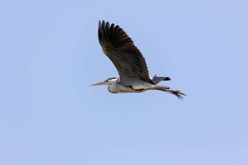 Obraz premium Grey Heron in flight against a clear blue sky. A majestic bird soaring gracefully.