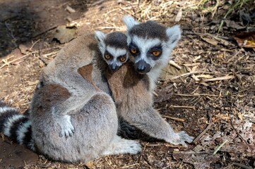 Ring-tailed lemur (Lemur catta), with cub. Nature of Madagascar.