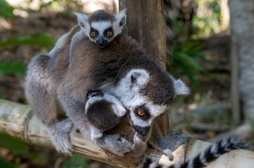 Ring-tailed lemur (Lemur catta), with cub. Nature of Madagascar.