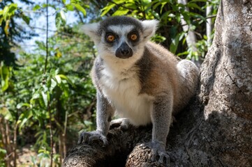 The ring-tailed lemur (Lemur catta), Nature of Madagascar