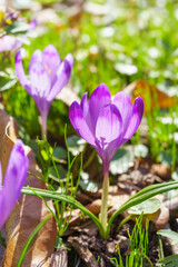 Beautiful purple spring crocuses in the garden in sunny day. Floral spring background with wild...