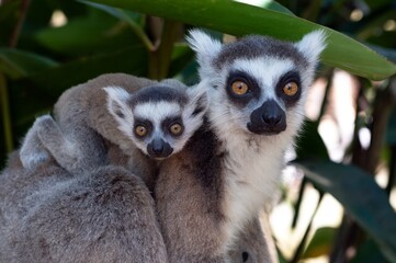 Ring-tailed lemur (Lemur catta), with cub. Nature of Madagascar.