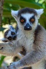 Obraz premium Ring-tailed lemur (Lemur catta), with cub. Nature of Madagascar.