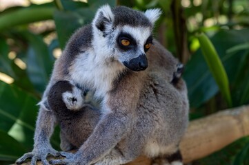 Ring-tailed lemur (Lemur catta), with cub. Nature of Madagascar.