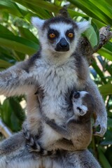 Ring-tailed lemur (Lemur catta), with cub. Nature of Madagascar.