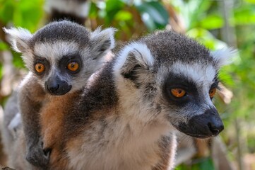 Obraz premium Ring-tailed lemur (Lemur catta), with cub. Nature of Madagascar.