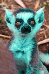 Baby ring-tailed lemur (Lemur catta).Nature of Madagascar.