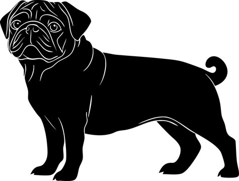 recommend clip art: Silhouette illustration of a pug dog in black and white.