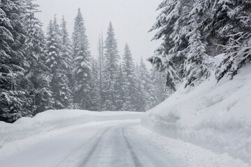 Snow-covered evergreen trees line a plowed road in snowy, winter weather
