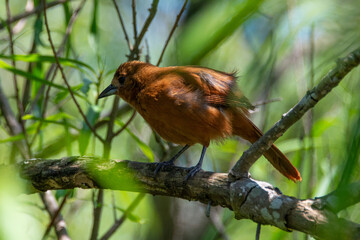 white-lined tanager (Tachyphonus rufus), female, in the wild at reserva ecologica costanera sur nature reserve, buenos aires, argentina