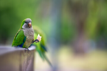 monk parakeet (myiopsitta monachus) in the wild in a park in Buenos Aires,Argentina