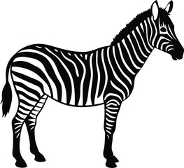 zebra isolated on white