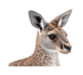 Fototapeta premium Kangaroo Isolated on White Background - Australian Wildlife