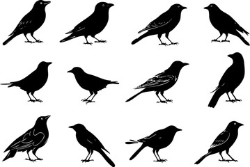 Fototapeta premium Collection of black bird silhouettes, including ravens and crows, isolated.