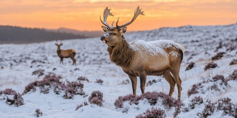 Majestic Snow-Covered Stag in Winter Sunrise Landscape with Deer Amidst Frosty Heather on Scenic Mountainside Wildlife Nature Photography