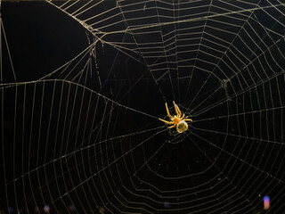 Web and spoder