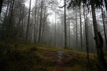 Obraz premium Forest, moss, winter