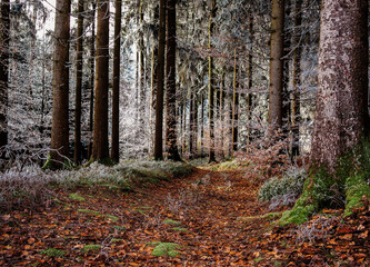 Fototapete bei efototapeten.de bestellen   