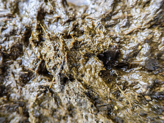 Cow dung cake on grass closeup. A detailed view of cow dung on a lush green grass field, Cow manure on the farm in the cow grazing area where it is used as organic fertilizer for plants.