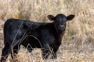 Newborn Calf in California, Cattle Ranch Calving Season, Baby